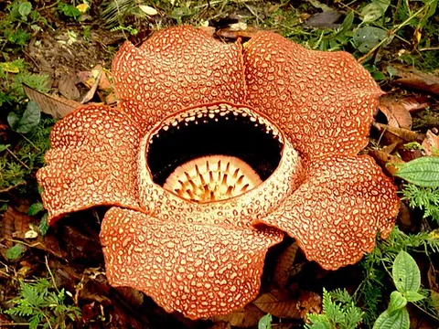 rafflesia: any of several large parasitic plants, of the genus Rafflesia, from South East Asia, that have no...