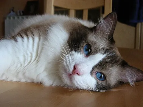 ragdoll: a modern American breed of domestic cat with a longhair colourpoint coat that relaxes completely...