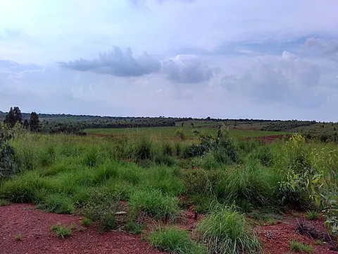 ragi: a grain, of species Eleusine coracana, cultivated as a cereal in arid areas of Africa and Asia;...