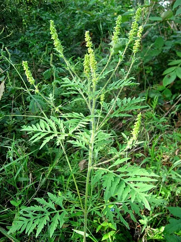 ragweed: a plant of the genus Ambrosia, native to North America and a common invasive species elsewhere,...