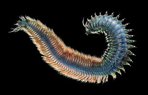 ragworm: a polychaete worm in the genus Nereis or the family Nereididae, often used as bait in fishing