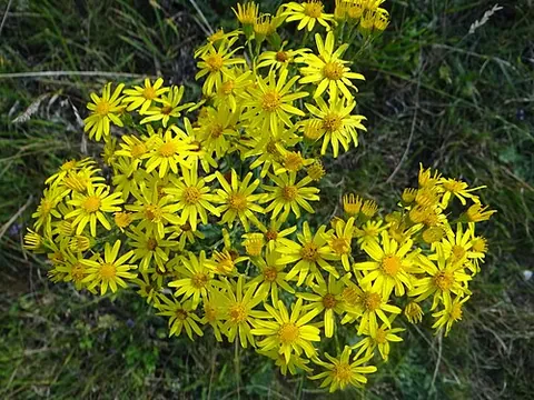 ragwort: any of a number of wild flowering plants with yellow flowers in the family Asteraceae, mostly...