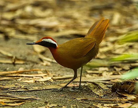 rail-babbler: a bird of species Eupetes macrocerus, endemic to Malaysia
