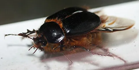 rain beetle: any of a family of beetles found in some parts of North America (Pleocoma)