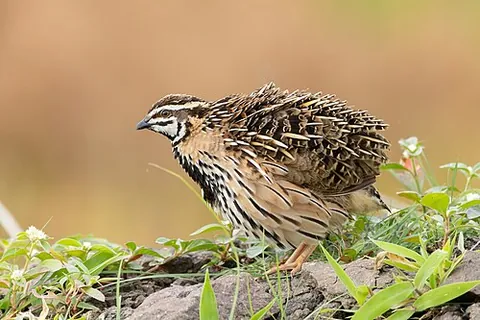 rain quail: a quail of species Coturnix coromandelica, found in the Indian subcontinent and Southeast Asia