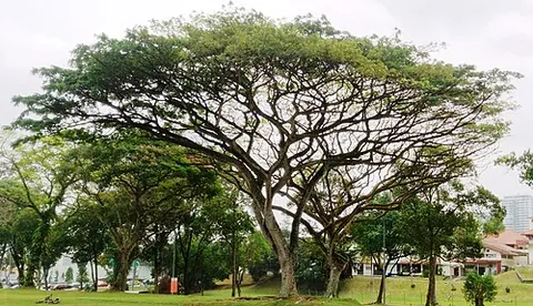 rain tree: a tropical American tree (Albizia saman) having bipinnate leaves, globose clusters of flowers with...