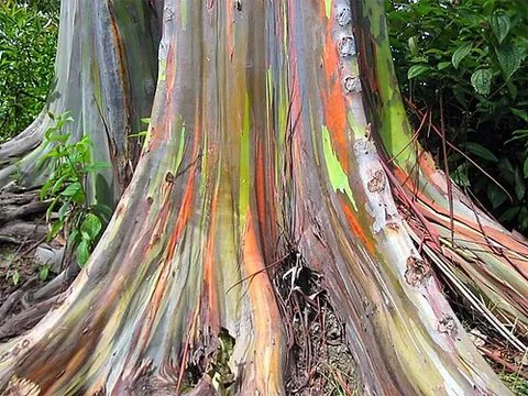 rainbow eucalyptus: a tree of the species Eucalyptus deglupta with striking coloured streaks on its bark, native to New...