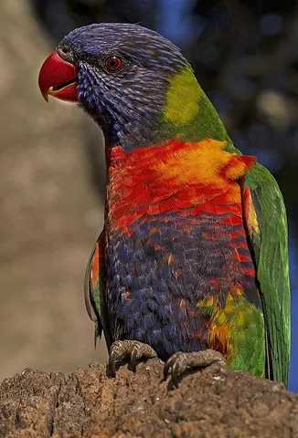 rainbow lorikeet: a species of brightly-coloured lorikeet, Trichoglossus moluccanus, native to Australia and with...