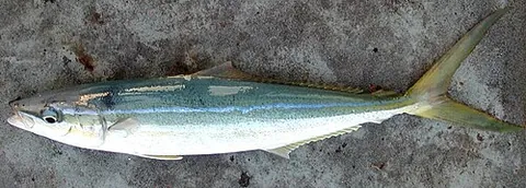 rainbow runner: the marine fish species Elagatis bipinnulata, which is brilliantly striped yellow and blue