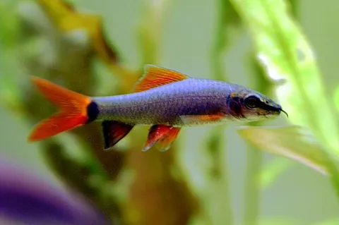rainbow shark: a species of cyprinid; Epalzeorhynchos frenatum