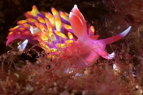 rainbow slug: a purple, yellow and pink sea slug of species Babakina anadoni