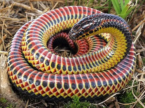 rainbow snake: a large, aquatic, nonvenomous colubrid snake found in the southeastern United States, Farancia...