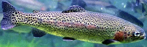 rainbow trout: a trout of the species Oncorhynchus mykiss, that has black spots and a pink streak running along...