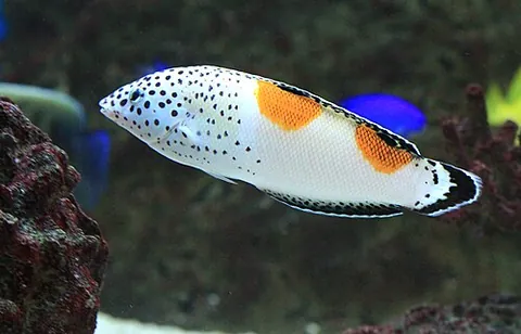 rainbow wrasse: a wrasse of genus Coris, found in the Atlantic, Indian, and Pacific Oceans