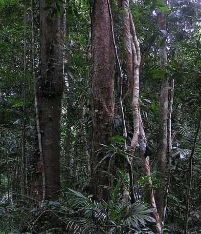 rainforest: a forest in a climate with high annual rainfall and no dry season