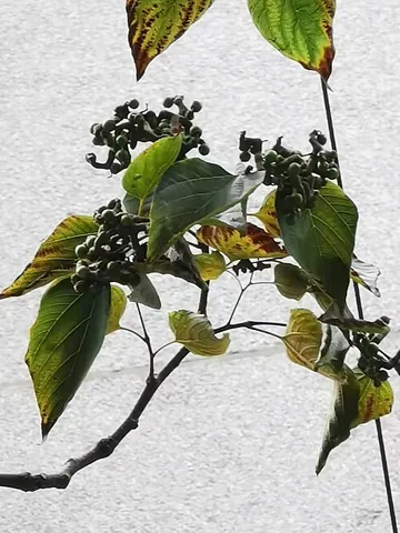 raisin tree: any East Asian deciduous tree, of genus Hovenia, with glossy leaves and edible fruits that can be...