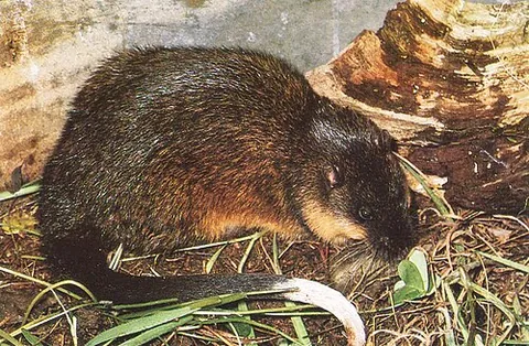 rakali: an amphibious rodent, Hydromys chrysogaster, found throughout Australia, having dark fur and a...