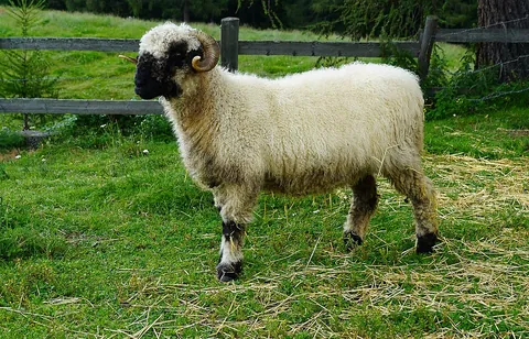 ram: a male sheep, typically uncastrated