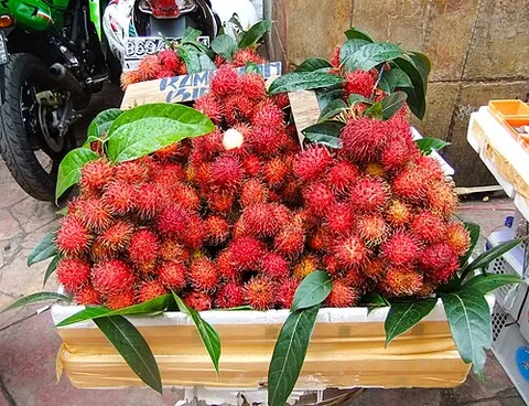 rambutan: a tree of species Nephelium lappaceum, of Southeast Asia