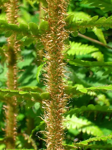 ramentum: one of the thin brownish chaffy scales found on the epidermis of the leaves or young shoots of some...