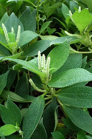 ramie: a tall, tropical Asian perennial herb, of species Boehmeria nivea, cultivated for its fibrous stems