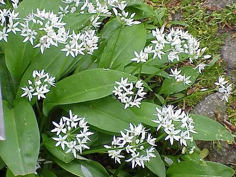 ramson: a plant, Allium ursinum, a wild relative of chives and garlic