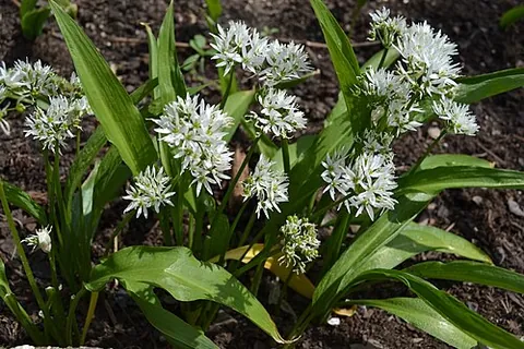 ramsons: a wild relative of chives, of species Allium ursinum, having edible leaves and roots