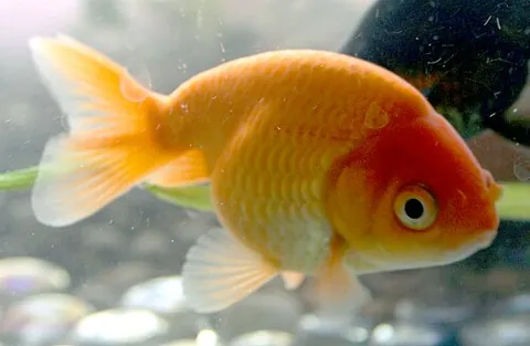 ranchu: a variety of hooded goldfish native to Japan, which lacks a dorsal fin
