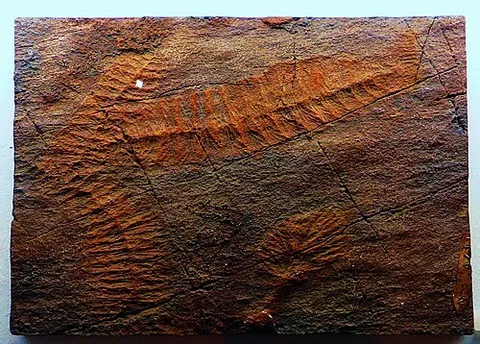 rangeomorph: any organism of the clade Rangeomorpha, Precambrian (Ediacaran) sessile organisms resembling ferns,...