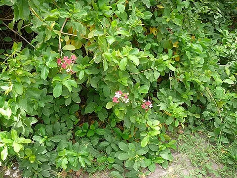 rangoon creeper: a large tropical vine with red flowers (Combretum indicum), native to India and Southeast Asia,...
