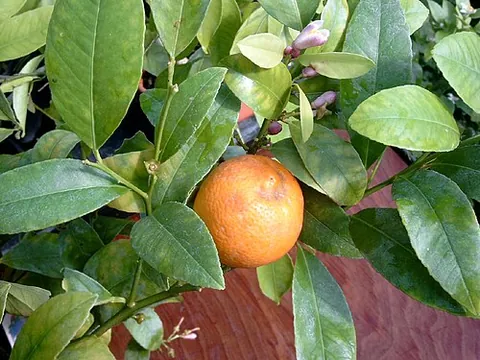 rangpur: citrus limon (syn. Citrus × limonia), a citrus fruit which is a hybrid between the mandarin orange...