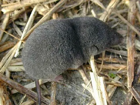 ranny: a shrew (the animal)