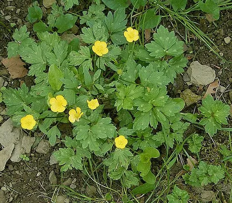 ranunculus: any plant of the genus Ranunculus; the buttercup or crowfoot