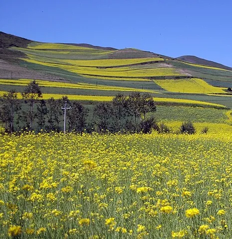 rapeseed: the seed of the rape plant (Brassica napus), used widely for animal feed and vegetable oil