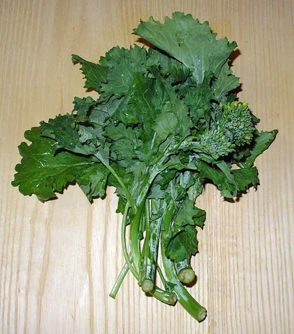 rapini: a vegetable native to China, Brassica rapa subsp. ruvo, with green spiky leaves and a bitter taste