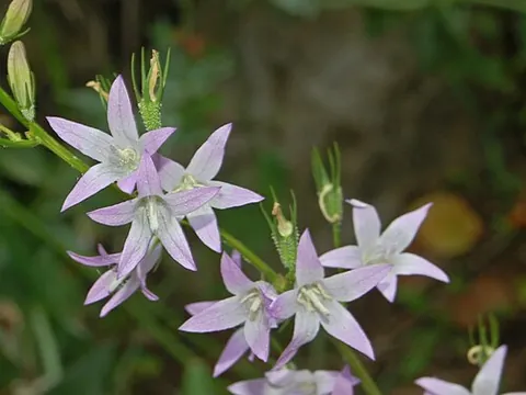 rapunzel: a plant with leaves and crisp roots which have been used in salads, rampion, Campanula rapunculus