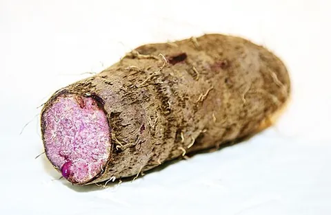 rasavalli: a tropical plant of the species Dioscorea alata, cultivated for its edible root