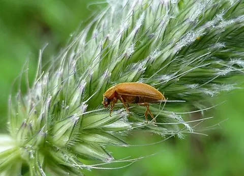 raspberry beetle: byturus tomentosus, a beetle in the fruitworm family, which feeds on raspberry, blackberry, and...