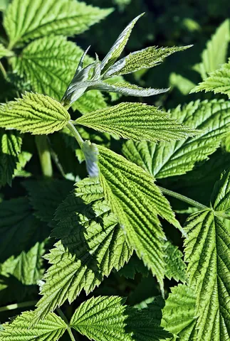 raspberry: the plant Rubus idaeus