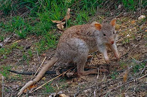 rat kangaroo: an Australian marsupial of the species Aepyprymnus rufescens