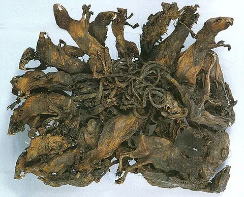 rat king: a conglomeration of rats whose tails have become knotted or stuck together