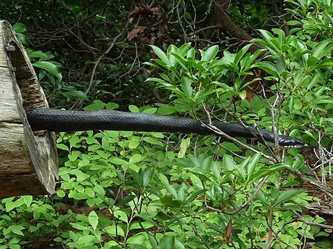 rat snake: any of many medium to large colubrid constrictors of a kind found through a great portion of the...