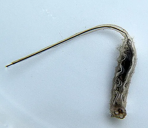 rat-tailed maggot: the aquatic larva of a hoverfly in either the tribe Eristalini or the tribe Sericomyini, which...