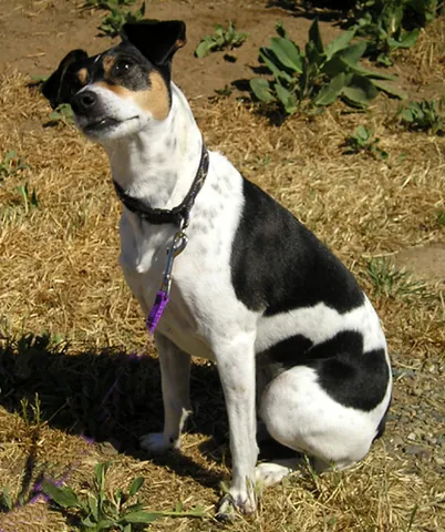 rat terrier: a dog breed, or set of breeds, with a background as a farm dog and hunting companion