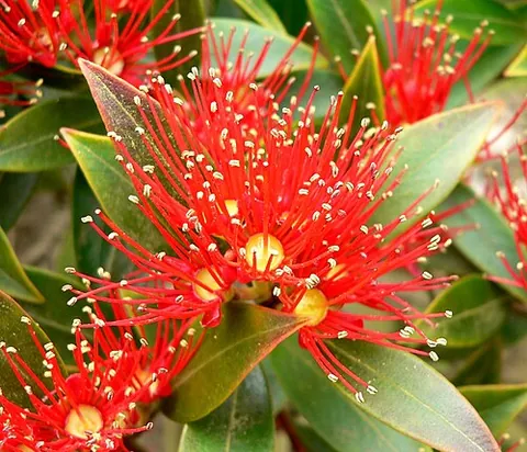 rata: any of various New Zealand plants of the genus Metrosideros