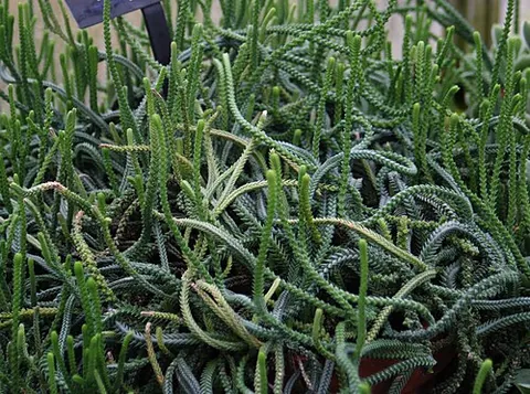 rattail crassula: a plant of the species Crassula muscosa, native to South Africa