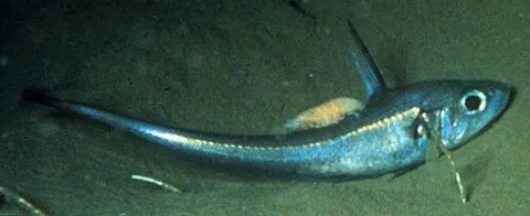 rattail: any of the large dark-colored deep-sea fish of the Macrouridae family of ray-finned fish