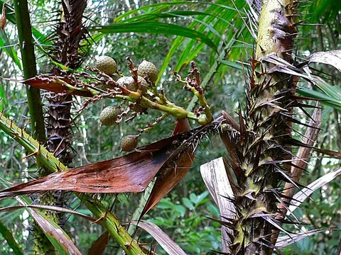 rattan: any of several species of climbing palm of the genus Calamus