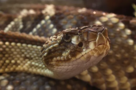 rattlesnake: any of various venomous American snakes, of genera Crotalus and Sistrurus, having a rattle at the...