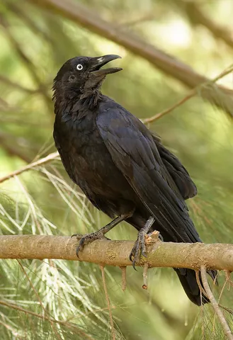 raven: any of several, generally large, species of birds in the genus Corvus with lustrous black plumage;...